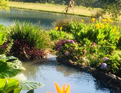 Mpumalanga:  A winter floral paradise to delight your tired heart