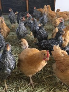 13 July 2018 - Keep up with the farm at Saragossa Game Reserve1