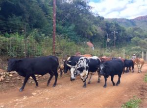 13 July 2018 - Keep up with the farm at Saragossa Game Reserve2