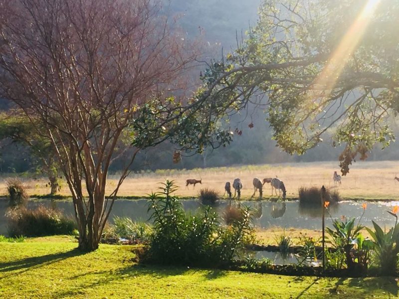 15 Aug 2018 - Spring has sprung in the Lowveld, and Saragossa is waking up