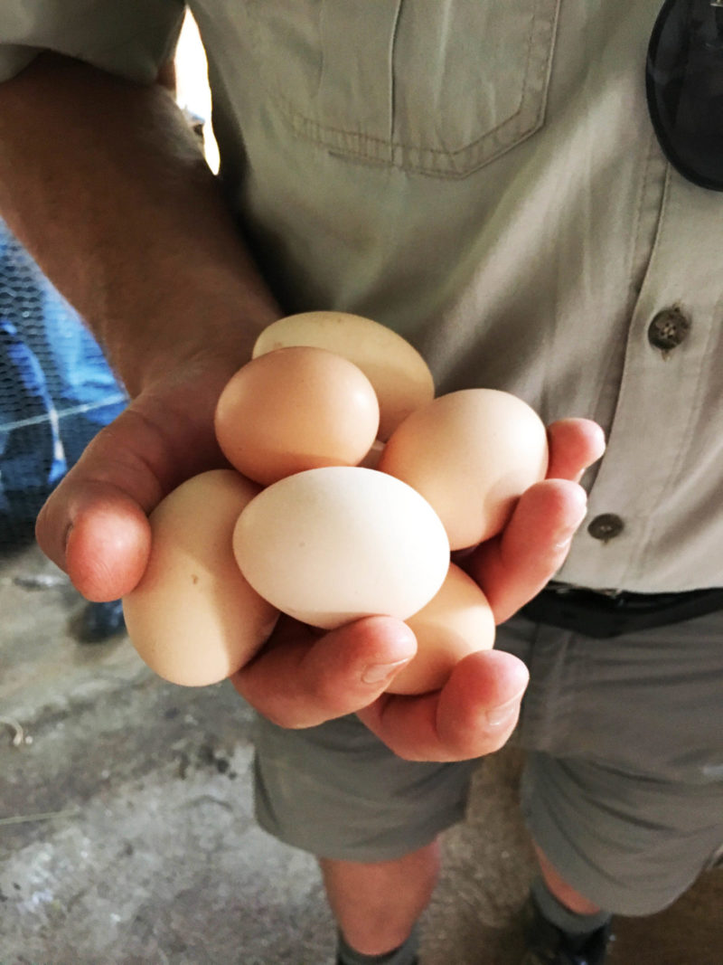 22 May 2018 - Better for your taste buds, better for you the benefits of farm fresh