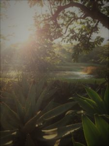 23 July 2018 - Embarking on an African Safari3