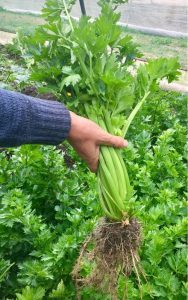 3 May - Soups of Saragossa 3