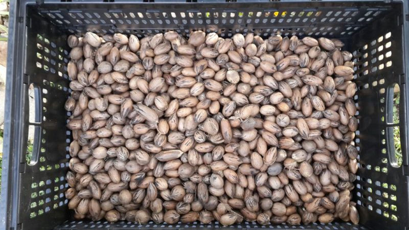 31 July 2018 - Go a little nuts with Saragossa Game Reserve!