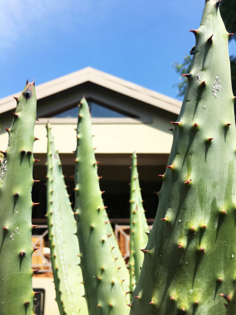 5 Aug 2018 - The Fiery Aloes of Saragossa Game Reserve