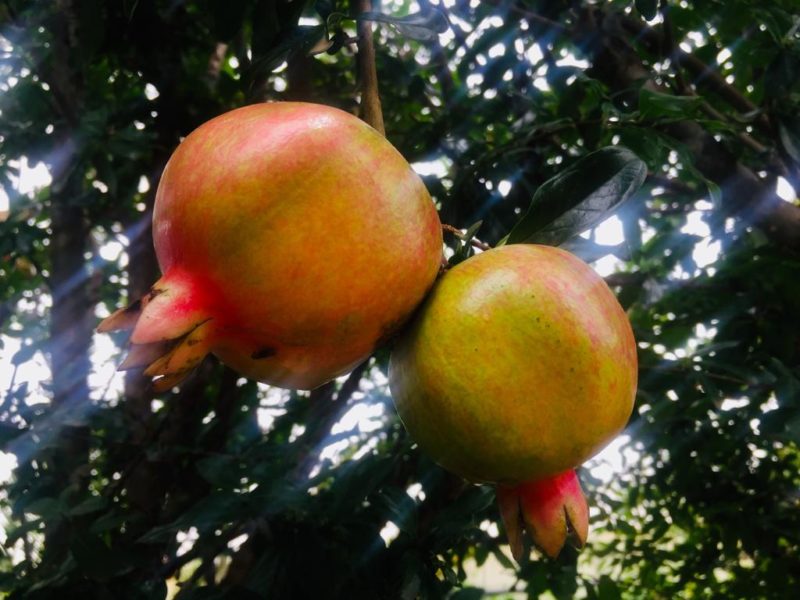 9 May - Pomegranate juice