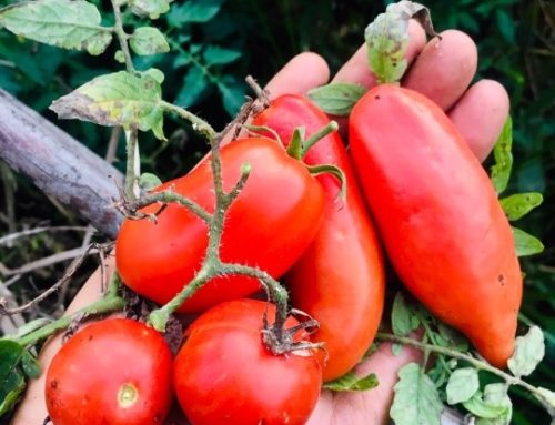 Magical Tomatoes