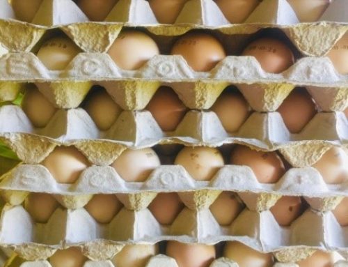 The Goodness of Eggs